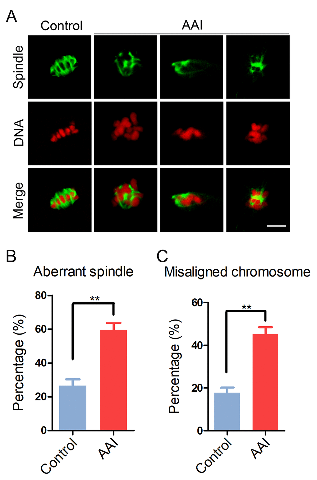 Effects of AAI exposure on the spindle/chromosome structure in porcine oocytes. (A) Representative images of spindle morphologies and chromosome alignment in control and AAI-exposed oocytes. Oocytes were immunostained with anti–α-tubulin-FITC antibody to visualize the spindles and were counterstained with propidium iodide (PI) to visualize the chromosomes. Scale bar, 10 μm. (B) The rate of aberrant spindles was recorded in control and AAI-exposed oocytes. (C) The rate of misaligned chromosomes was recorded in control and AAI-exposed oocytes. Data in (B) and (C) were presented as mean percentage (mean ± SEM) of at least three independent experiments. **P 