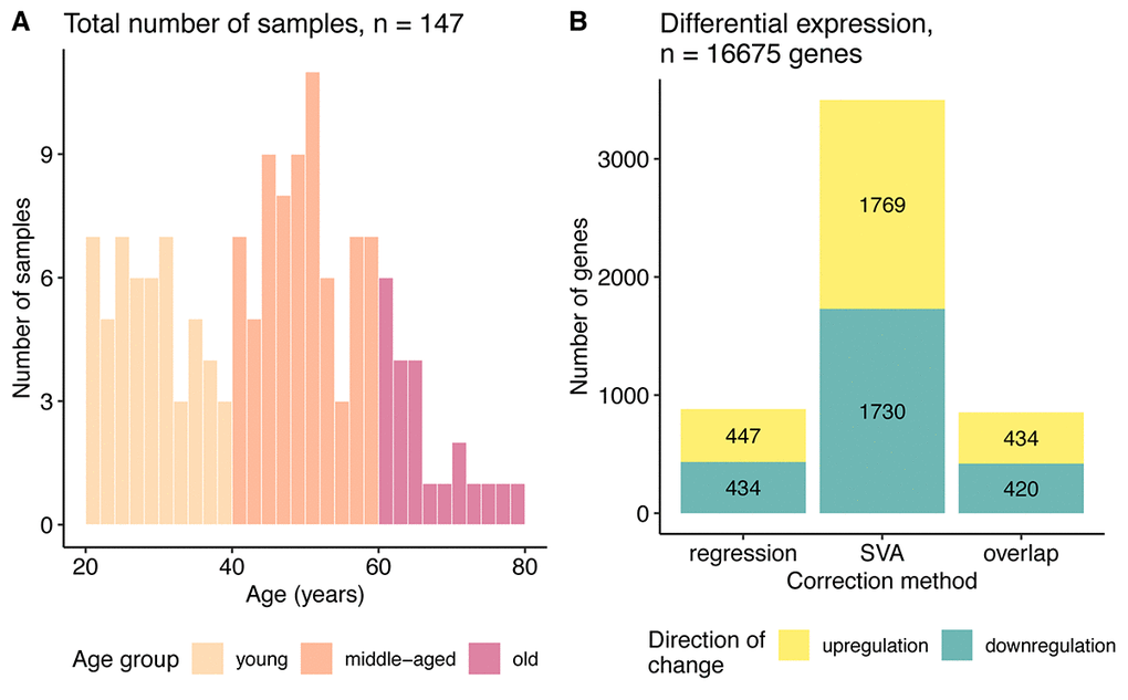 Data characterization. (A) Age distribution of the samples used in the study. (B) Bar plot of the number of genes differentially expressed with aging identified after regression and SVA correction and their overlap. The color represents direction of change: yellow – genes upregulated and blue – downregulated with age.