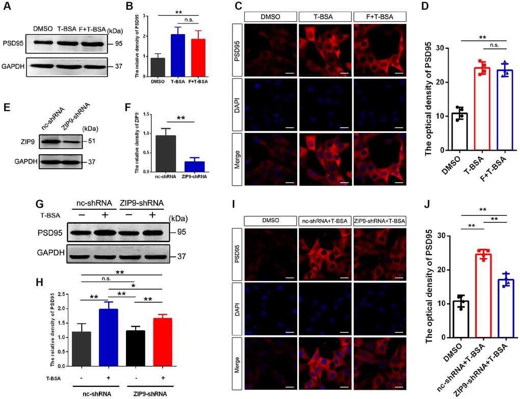 T-BSA increased PSD95 expression via ZIP9 rather than membrane-localized AR. (A and B) Western blotting for PSD95 expression induced by T-BSA in HT22 cells pre-treated with flutamide (F, 100 μM) for 1 h (n=5). (C and D) Immunofluorescence staining for PSD95 induced by T-BSA in HT22 cells pretreated with flutamide (n=4, scale bar = 20 μm). (E and F) Western blotting for the knockdown efficiency of ZIP9 protein in HT22 cells transfected with nc-shRNA or ZIP9-shRNA (n=5). (G and H) Western blotting for PSD95 expression induced by T-BSA in HT22 cells pre-treated with nc-shRNA or ZIP9-shRNA (n=5). (I and J) Immunofluorescence staining for PSD95 induced by T-BSA in HT22 cells pre-treated with nc-shRNA or ZIP9-shRNA (n=4, scale bars = 20 μm). (n.s.: not-significant; * P P 