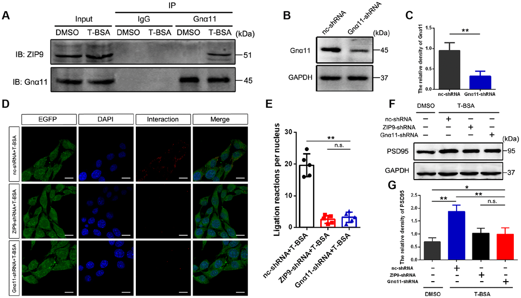 ZIP9/Gnα11 interactions mediate the effect of T-BSA on PSD95 expression. (A) Co-IP for the interaction between ZIP9 and Gnα11 induced by T-BSA. (B and C) Western blotting for the knockdown efficiency of Gnα11 protein in HT22 cells transfected with nc-shRNA or Gnα11-shRNA. (D and E) Duolink® proximity ligation assay for the interaction between ZIP9 and Gnα11 induced by T-BSA pre-treated with nc-shRNA, ZIP9-shRNA or Gnα11-shRNA. (F and G) Western blotting for PSD95 expression induced by T-BSA in HT22 cells pre-treated with nc-shRNA, ZIP9-shRNA or Gnα11-shRNA. (n = 5; n.s.: no-significant; * P P 