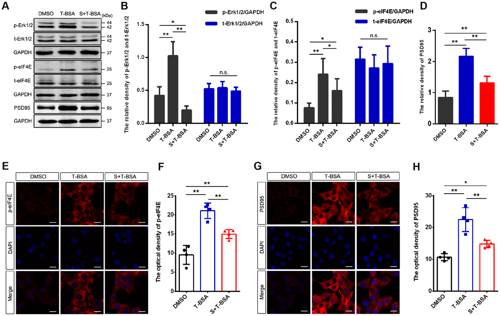 Erk1/2 activation is required in T-BSA-induced eIF4E phosphorylation and PSD95 expression. (A–D) Western blotting for the phosphorylated /total levels of Erk1/2 and eIF4E and the level of synaptic protein PSD95 induced by T-BSA in HT22 cells pre-treated with the Erk1/2 inhibitor SCH772984 (S, 100 nM) for 2 h (n=5). (E–H) Immunofluorescence staining for p-eIF4E and PSD95 induced by T-BSA pre-treated with S (n=4, scale bar = 20 μm). (n.s.: non-significant; * P P 