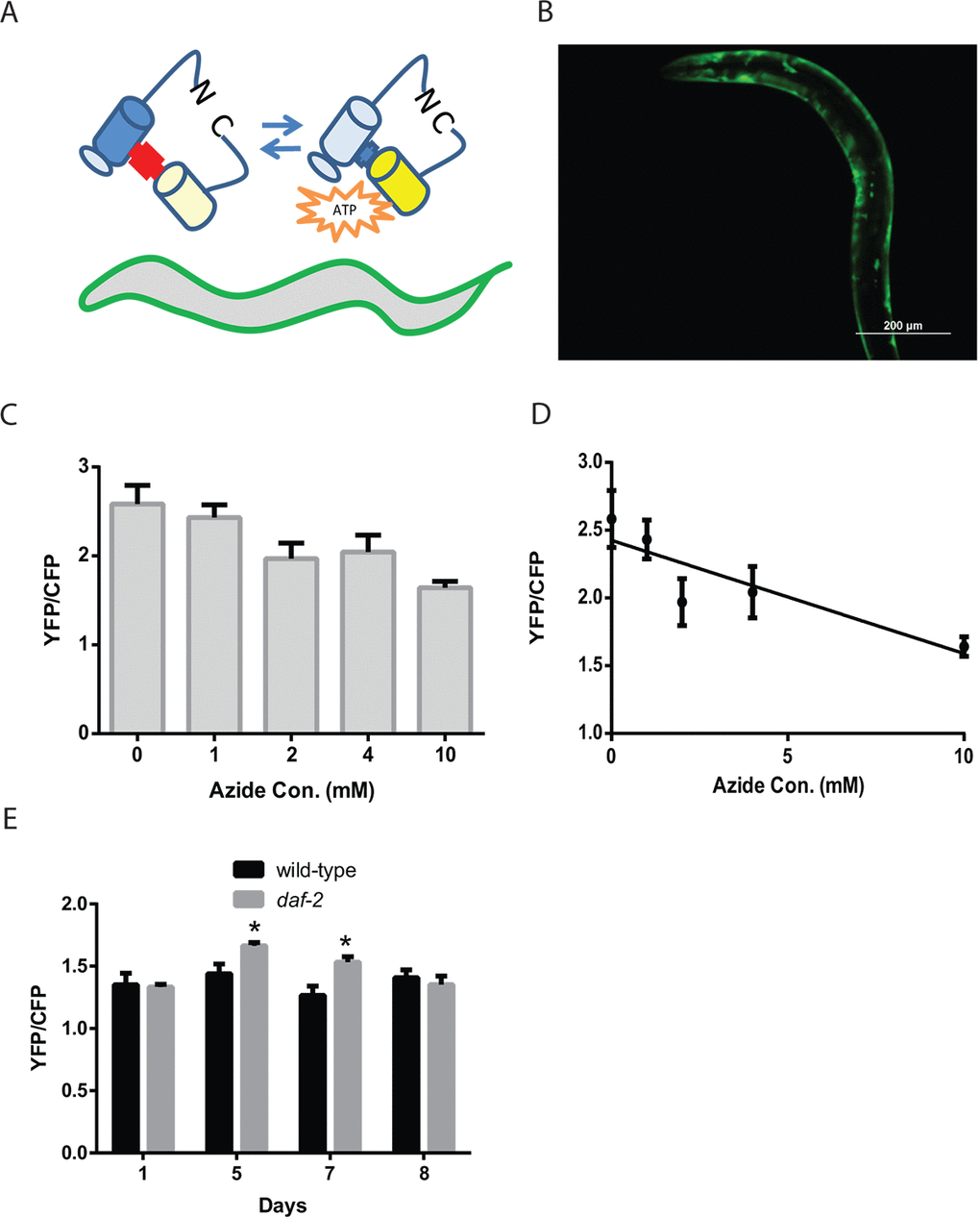 Reduced daf-2 insulin-like signaling increases ATP levels in C. elegans muscle. (A) Cartoon of the ATeam ratiometric reporter (Adenosine 5’-Triphosphate indicator based on Epsilon subunit for Analytical Measurement) which consists of the cyan fluorescent protein derivative mseCFP and the yellow fluorescent protein mVenus flanking the ε-subunit of from the F0F1-ATP synthase from Bacillus subtilis. The subunit from the F0F1-ATP synthase binds ATP and thereby changes in the spatial arrangement of the fluorophores which then results in alterations in the excitation of the yellow fluorophore by the cyan fluorophore via FRET. (B) Fluorescence image of a wild-type worm expressing the ATeam reporter under the control of the myo-3 promoter in the body-wall muscle. Image was captured using a GFP filter set which can visualize mVenus fluorescence. Bar: 200 µm. (C) ATeam shows a reduction in the ratio of mVenus to mseCFP fluorescence (YFP/CFP) when ATP levels are reduced by treatment with the mitochondrial inhibitor sodium azide. Worms expressing ATeam in the muscle were treated with increasing doses of sodium azide for 1 hour before being mounted and digitally imaged. N >12 for all treatments. These data also exhibit a linear decline when plotted as an X-Y graph (D). (E) The daf-2 mutants have increased muscle ATP levels on adult day 5 and day 7 as shown by the imaging of wild-type and daf-2 mutant animals expressing the ATeam reporter. Each bar represents the average ATeam YFP/CFP ratio from the muscles of daf-2 mutant and wild-type animals on the indicated days of adulthood. N >12 for all ages and genotypes. * represents p t‐test.
