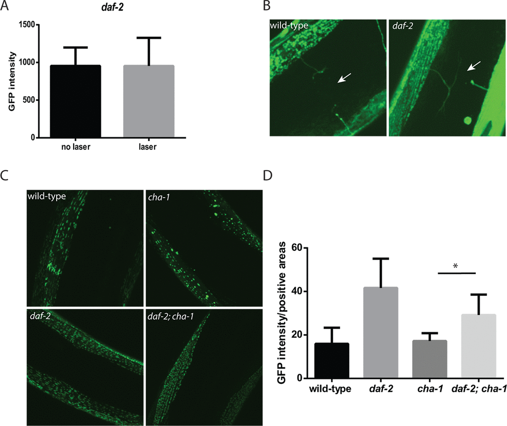daf-2 mutations can protect C. elegans muscle from the effects of denervation or reduced cholinergic signaling. (A) In contrast to experiments performed in wild-type animals, the severing of motor neuron commissures via laser axotomy in daf-2 mutant animals did not reduce muscle mitochondrial mass in the denervated muscles as measured by fluorescence from a mitochondrial localized GFP. N >12 for both genotypes and treatments. (B) The differing effects were not simply due to the regrowth of the axons in the daf-2 mutants as both the wild-type (left image) and daf-2 mutants (right image) showed the presence of severed axons as indicated by the arrows. Both images were taken with confocal microscopy using a 100X oil-immersion objective. (C) The daf-2 mutation is able to rescue the effects of the cha-1 mutation on muscle mitochondrial structure. Shown are confocal images from adult day 15 wild-type, cha-1, daf-2, and daf-2 cha-1 mutants, expressing a mitochondrial-localized GFP to label the muscle mitochondria, grown at the permissive temperature 16ºC. These images show the age-related disruption of the filamentous mitochondrial structure in the wild-type animals which is reduced in the daf-2 mutants. Additionally, the chronic low-level disruption of cholinergic signaling in the cha-1 mutant even at permissive temperature exacerbates the disruption of muscle mitochondrial structure. However, the daf-2 mutation is also able to attenuate this decline in mitochondrial structure. (D) These declines can also be visualized by measuring the GFP+ area in the myocyte containing the mitochondria relative to the total muscle area in the confocal images. N >5 for all genotypes. * represents p t‐test.