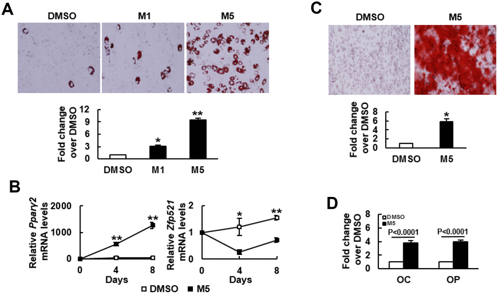 MCC-555 enhanced adipogenic and osteoblastic differentiation. (A) Adipogenic induction. Confluent C3H10T1/2 cells under adipogenic induction were co-treated with either DMSO (DMSO) or with 1 μM (M1) or 5 μM (M5) MCC-555 in the first 3 days. Cells were stained with Oil Red O at the 8th day. Representative photos are shown. The stains were quantitated, and the signals of the TZD-treated cells were compared to that of the untreated cells (to which a value of 1 was assigned). *, P-4, **, P-5 versus DMSO control. (B) RT-qPCR analyses. C3H10T1/2 cells were treated with MCC-555 as described in (A). Total RNAs were isolated at the times as indicated, and the kinetic expression of Pparγ2 and Zfp521 mRNAs were shown. *, P**, PC) Osteoblastic induction. Confluent C3H10T1/2 cells were subjected to osteoblastic induction with the co-treatment of either DMSO or 5 μM MCC-555 (M5). Cells were stained with Alizarin Red S at the 28th day. Representative photos are shown. The stains were quantitated, and the signals of the MCC-555-treated cells were compared to that of the DMSO-treated cells (to which a value of 1 was assigned). *, P-8 versus DMSO control. (D) RT-qPCR analyses. Cells treated with 5 μM MCC-555 (M5) as described in (C) were harvested 29 days post-induction, and subjected to RT-qPCR analyses for osteocalcin (OC) and osteopontin (OP) mRNAs. Data represent the mean ± S.D. from three experiments.