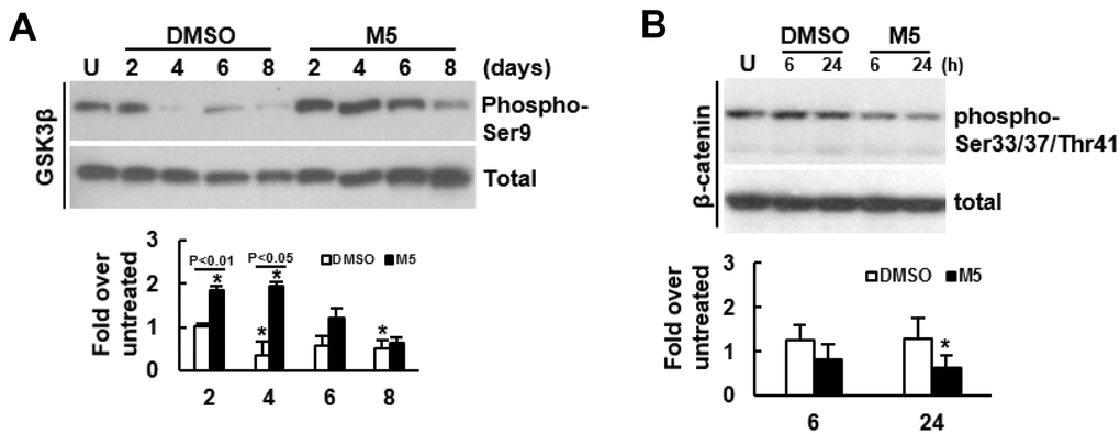 Effect of MCC-555 on the Wnt/β-catenin signaling of C3H10T1/2 cells. (A) Western blot analyses. Confluent C3H10T1/2 cells were induced to undergo osteoblastic differentiation for 2, 4, 6, and 8 days with either vehicle (DMSO) or MCC-555 co-treatment. The signals of Ser9-phosphorylated GSK3β were quantitated and normalized to total GSK3β. All the normalized signals were compared to that of the untreated control (U) (to which a value of 1 was assigned). Data represent the mean ± S.D. from three experiments. One-way ANOVA plus Scheffe’s post hoc tests were used to analyze the differences. *, PB) Western blot analyses. Confluent C3H10T1/2 cells (U) were induced to undergo osteoblastic differentiation for 6h and 24 h at the presence of either DMSO or MCC-555 (5 μM). The signals of the Ser33/37/Thr41-phosphorylated β-catenin were quantitated and normalized to total β-catenin. All the normalized signals were compared to that of the untreated control (to which a value of 1 was assigned). Data represent the mean ± S.D. from three experiments. One-way ANOVA plus Scheffe’s post hoc tests were used to analyze the differences. *, P