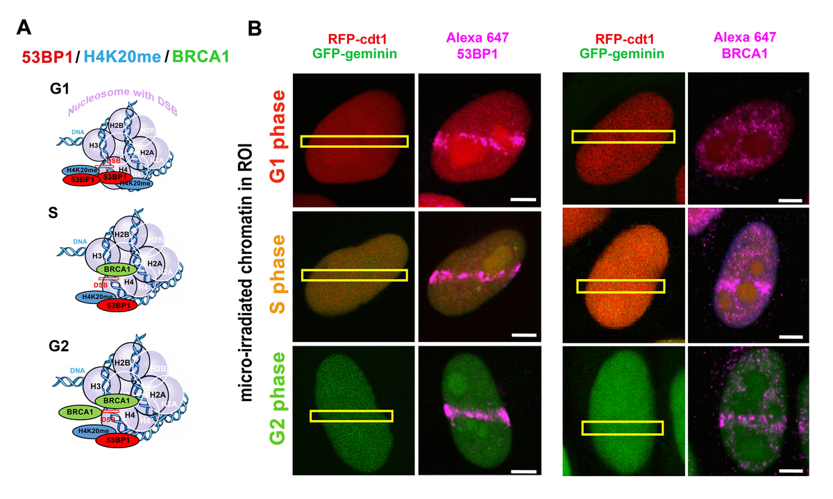 A Role Of The 53BP1 Protein In Genome Protection: Structural And ...