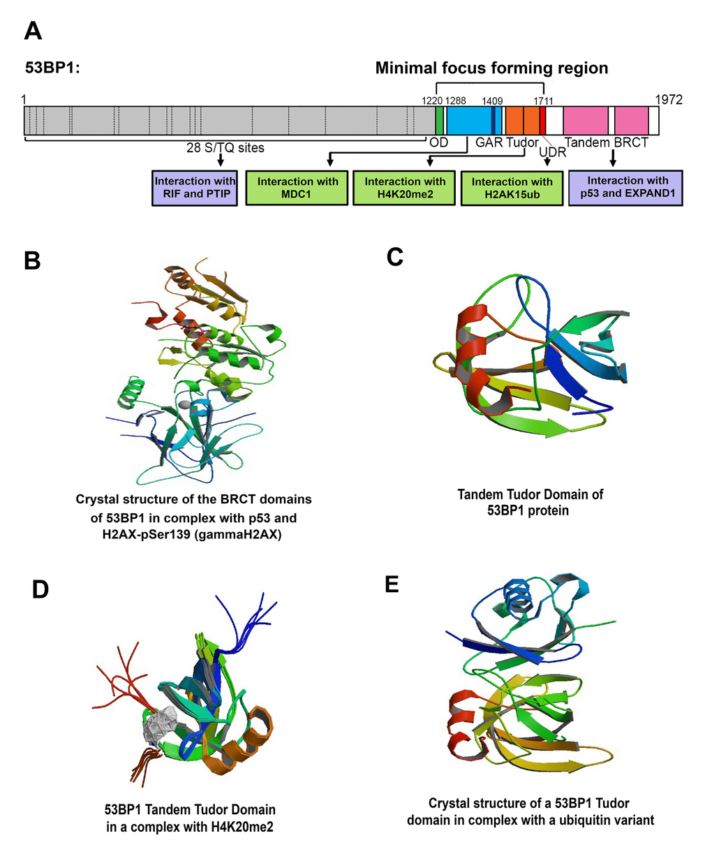 (A) Structural domains of the 53BP1 protein and its interaction partners (partially adapted from [101]). (B) Crystal structure of the BRCT domains of 53BP1 in complex with p53 and H2AX-pSer139 (γH2AX); (adapted from PDB protein database, authors: Day M., Oliver, A.W., Pearl, L.H. (C) Structure of tandem Tudor domains (http://www.rcsb.org/3d-view/1XNI/1 [107];). (D) A tandem Tudor domain of the 53BP1 protein in complex with H4K20me2 (http://www.rcsb.org/structure/2LVM [100];). (E) Crystal structure of a 53BP1 Tudor domain in complex with a ubiquitin variant (http://www.rcsb.org/structure/5J26; author: Wan et al., to be published). The structural data in panels B-E were derived from the Protein Data Bank (PDB).