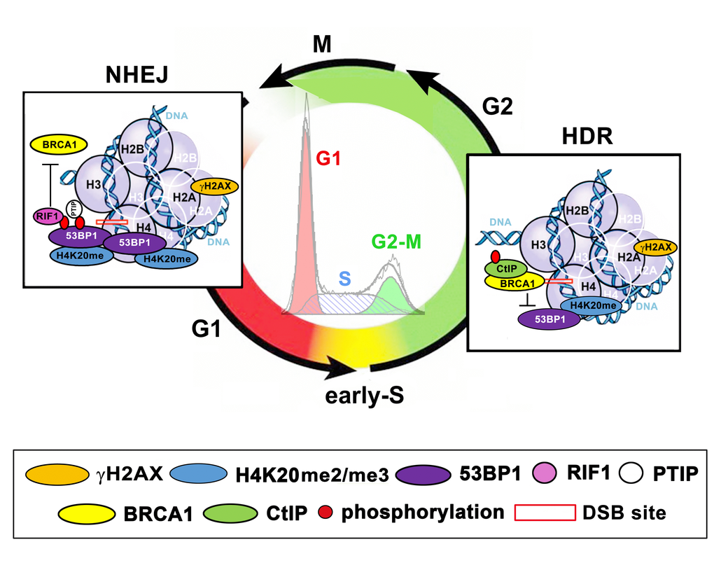 A schematic illustration of the functions of the H4K20me2/me3-53BP1-RIF1-PTIP and BRCA1-CtIP protein complexes in the G1 and G2 phases of the cell cycle. DSB sites are depicted by red frames. The G1 phase is shown in red, the S phase is shown in yellow-orange (dashed blue in histogram from flow cytometry), and the G2 phase is shown in green (see the circular graph).