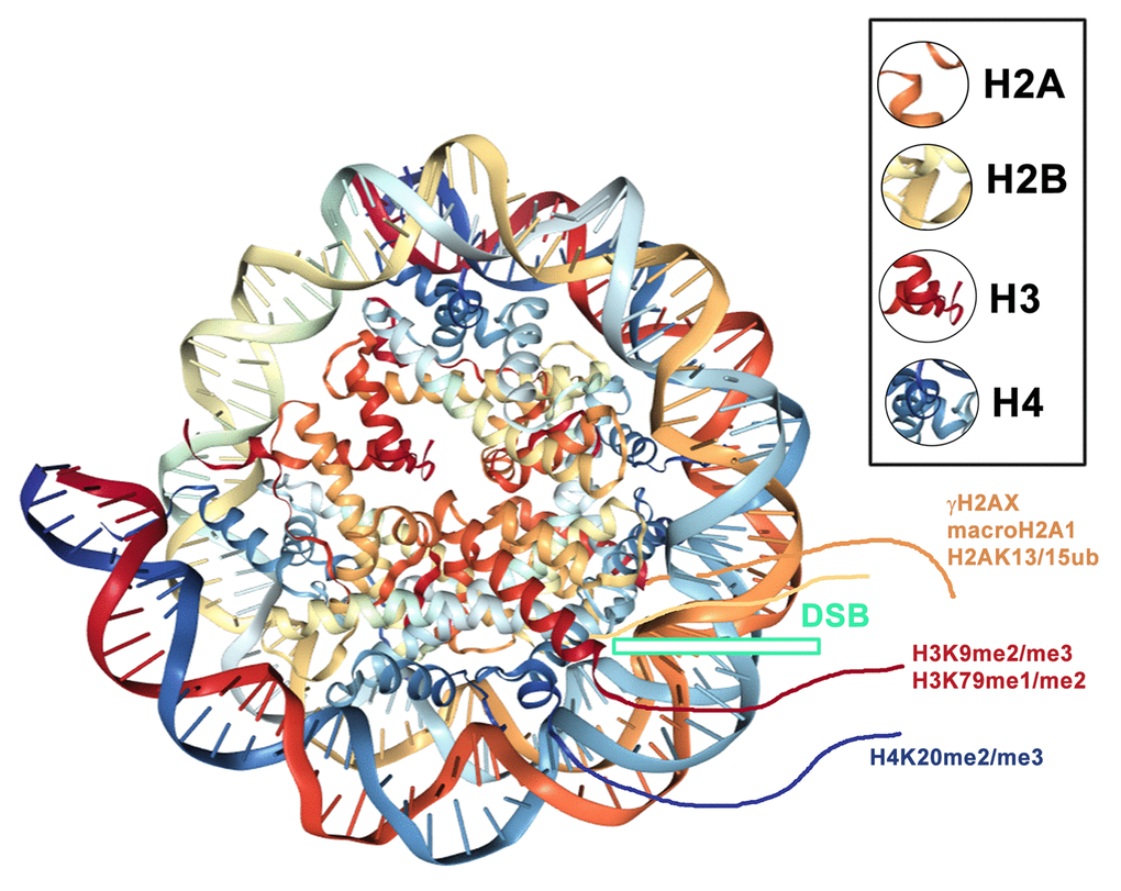 Controlling the nucleosome by phosphorylation for DNA repair – IGMM