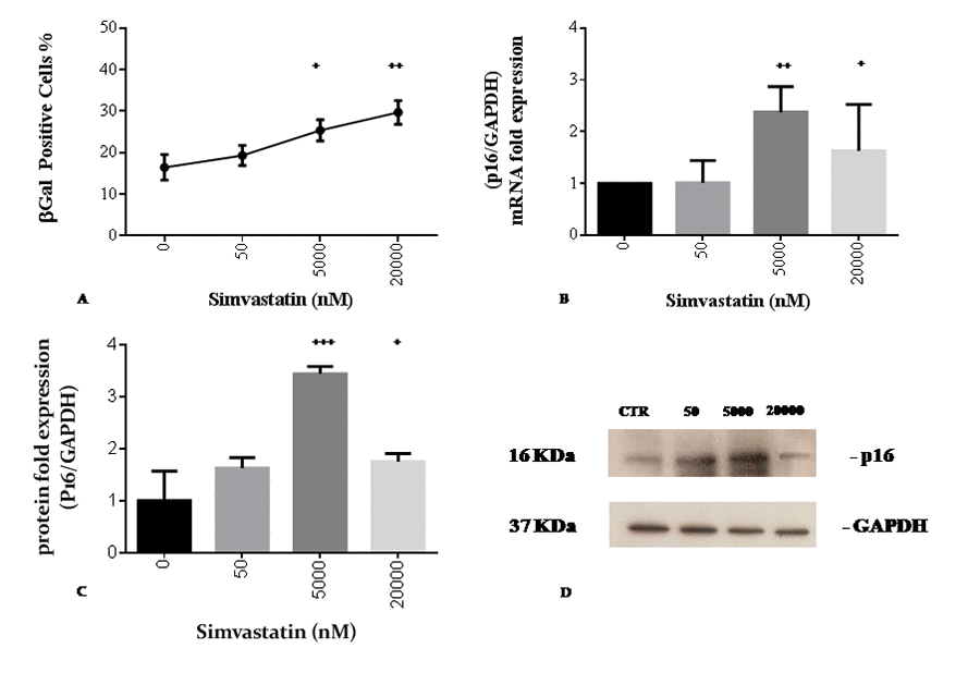 Simvastatin promotes senescence markers of cellular senescence in human dermal fibroblasts incubated with different doses of simvastatin for 72 h. Beta-galactosidase positive cells (A). p16 mRNA expression (B); western blot analysis of p16 (C, D). Significance difference vs 0 nM + p++ p+++ p++++ p