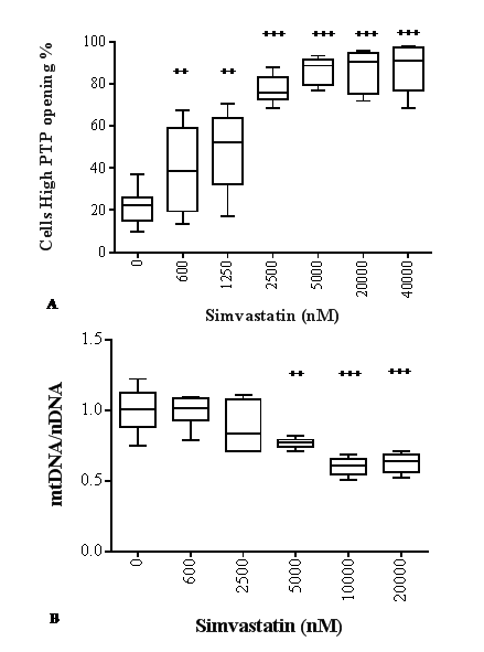 Effect of simvastatin on mitochondrial toxicity. Permeability transition pore opening (A) and mtDNA copy number (B) in human dermal fibroblasts in presence of different concentrations of simvastatin for 72 h. Data (n=12 A; n=6 B) are reported as box-plot with 50% of the population reported in the box; horizontal lines indicate min, median, and max values. Significance difference vs 0 nM + p++ p+++ p++++ p