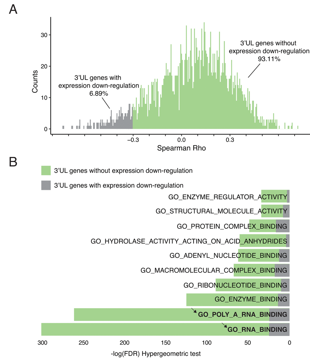 3’UTR-longer genes do not affect their own expressions. (A) 3’UL genes without direct downregulation expression predominate. Only 6.89% of 3’UL genes show direct down-regulated downstream expression. The downregulation was defined as Spearman Rho B) 3’UL genes without down-regulated gene expression control more aspects of molecular functions (hypergeometric test, retrieved from Molecular Signature Database). RNA-binding ranks highest in the function enrichment computation.