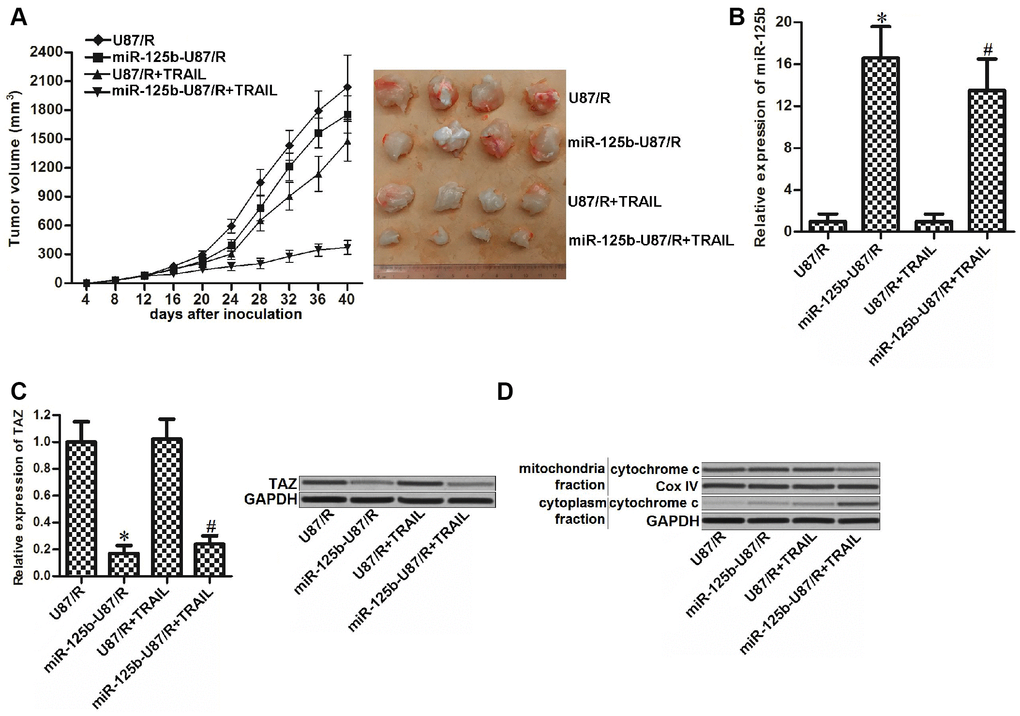 MiR-125b mimics targets TAZ to attenuate the TRAIL resistance of glioma in vivo. (A) Tumor formation assays were performed with 7 mice per group. The tumor growth was monitored every four days. (B) Expression of miR-125b in the purified tumor tissues was detected by qRT-PCR analysis. *P vs. U87/R group. #P vs. U87/R + TRAIL group. (C) Expression of TAZ in the purified tumor tissues was detected by qRT-PCR and western blot analysis. *P vs. U87/R group. #P vs. U87/R + TRAIL group. (D) Protein level of cytochrome c in mitochondria or cytoplasm faction of purified tumor tissues.