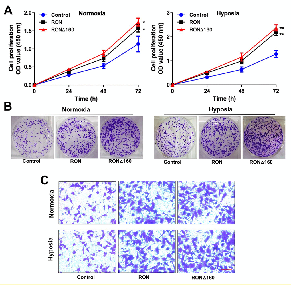 RON and RONΔ160 promote the proliferation and invasiveness of gastric cancer cells. (A) CCK-8 assays showing growth of RON- and RONΔ160-transfected MGC-803 cells under normoxic and hypoxic condition. (B) Colony formation by RON- and RONΔ160-transfected MGC-803 cells under normoxic and hypoxic conditions. (C) Transwell assays showing MGC-803 cell migration. Scale bar = 50 μm. ** p