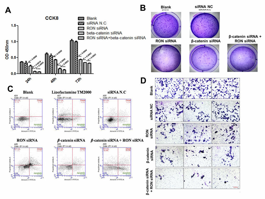 Impact of RON and β-catenin knockdown on KATOIII cell growth, survival and migration. (A) and (B) CCK-8 and colony formation assays showing the effects of RON and/or β-catenin knockdown using targeted siRNAs on KATOIII cell growth. (C) Flow cytometric analysis of apoptosis among KATOIII cells transfected with RON and/or β-catenin siRNAs. (D) Transwell assays showing effect of RON and/or β-catenin knockdown on KATOIII cell migration. Scale bar = 50 μm. ** p