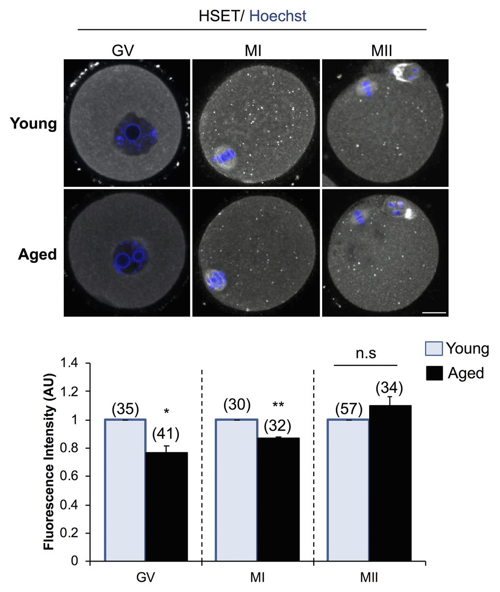 Expression of HSET protein in young and aged oocytes. Immunofluorescence analysis of HSET in young and aged GV, MI, and MII stage oocytes was utilized to determine whether an age-related decrease in Kifc1 and Kifc5b transcript abundance presages an equivalent decrease in protein abundance. Oocytes were labelled with anti-HSET antibodies followed by goat anti-rabbit 633 Alexa Fluor-conjugated (grey) secondary antibodies. Oocytes were then counterstained with the nuclear stain Hoechst 33342 (blue) and viewed using confocal microscopy. Scale bar = 20 μm. These experiments were repeated using three independent biological replicates, with each comprising a minimum of 10 oocytes, and representative images are shown. The immunofluorescence intensity of the entire cell was calculated for each oocyte as described in the Materials and Methods, and the mean of each biological replicate values ± SEM are shown. Statistical analyses were performed using Student’s t-test, * p p 