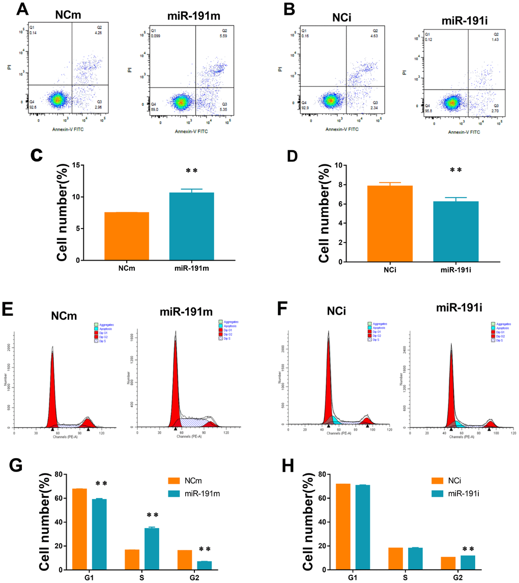 Cell apoptosis and cell cycle. (A, B) Cell apoptosis analysis of HUVECs transfected with miR-191 mimic (A) or miR-191 inhibitor (B)as assessed by flow cytometry; (C, D) Percentage of apoptosis HUVECs transfected with miR-191 mimic (C) or miR-191 inhibitor (D) (n =6 per group); (E, F) Cell cycle analysis of HUVECs transfected with miR-191 mimic (E) or miR-191 inhibitor (F) as assessed by flow cytometry; (G, H) Percentage of HUVECs transfected with miR-191 mimic (G) or miR-191 inhibitor (H) in different stages (n=6 per group). Means ± SEM.,** P