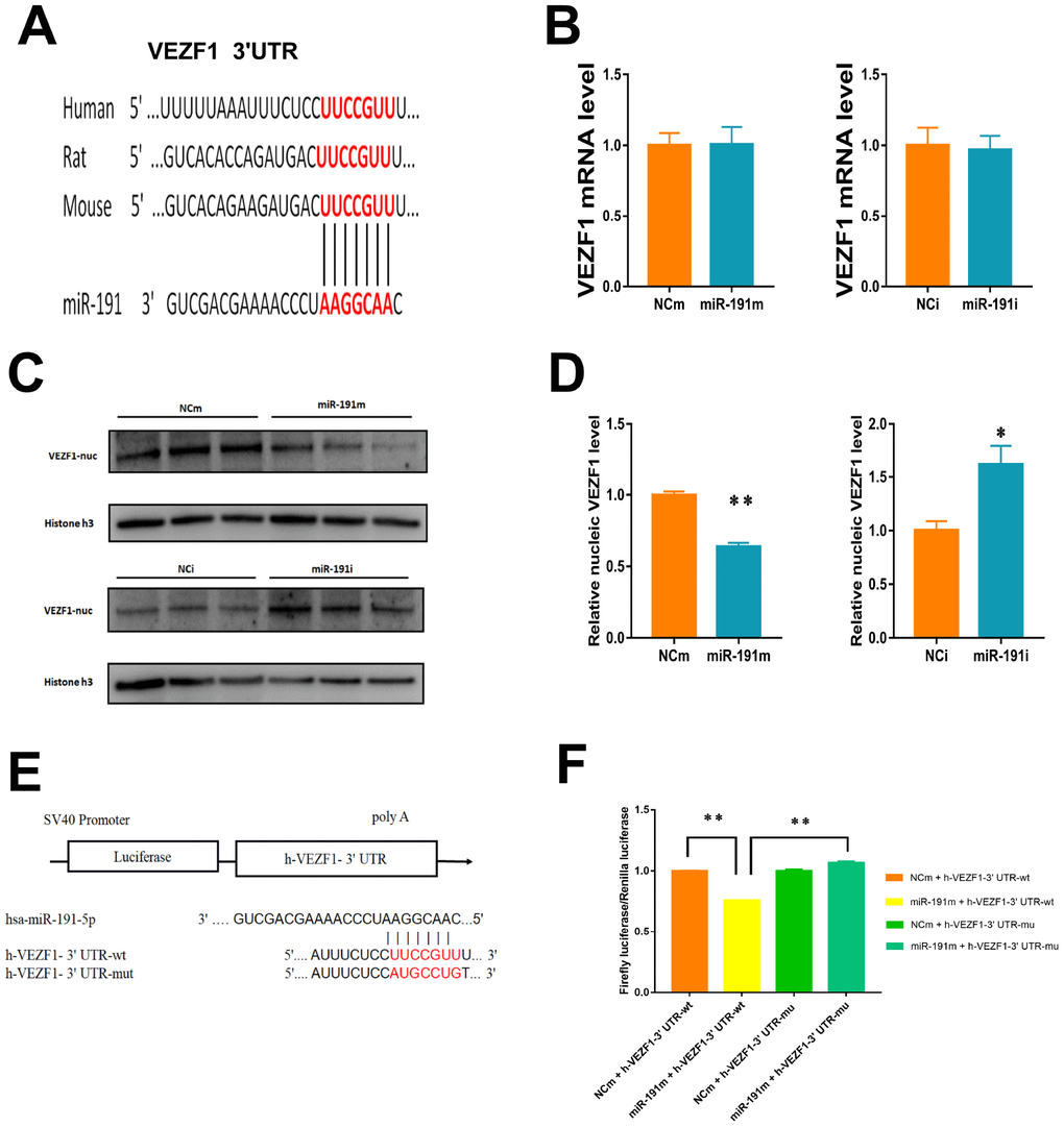 Regulation of VEZF1 by miR-191. (A) MiR-191 and its putative binding sequence in the 3'-UTR of VEZF1. (B) Real-time PCR analysis of VEZF1 expression in HUVECs by miR-191 interference. (n =6 per group); (C, D) Western blot analysis of VEZF1 expression in HUVECs transfected by miR-191. (E) Construction of Plasmid; (F) Luciferase activities were measured to evaluate the binding of miR-191 to the candidate binding sequence of VEZF1 after transfection of miR-191 mimic or NCm. Means ± SEM. * P