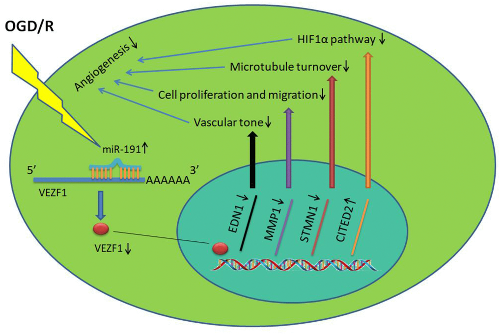 miR-191 reduces the nucleoprotein VEZF1, resulting in up-regulation of CITED2 and down-regulation of MMP-1, STMN1 mRNA. This, in turn, suppresses HUVEC proliferation and migration and thus prevents endothelial tube formation and spheroid sprouting. Moreover, miR-191 suppresses the expression of EDN1 which functions as maintaining vascular tension.