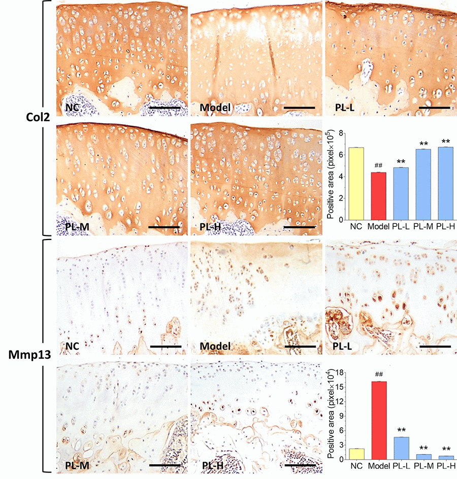 Immunohistochemical observation and semiquantified positive area of Col2 and Mmp13 expressions in rat cartilage. Scale bar = 100 μm.