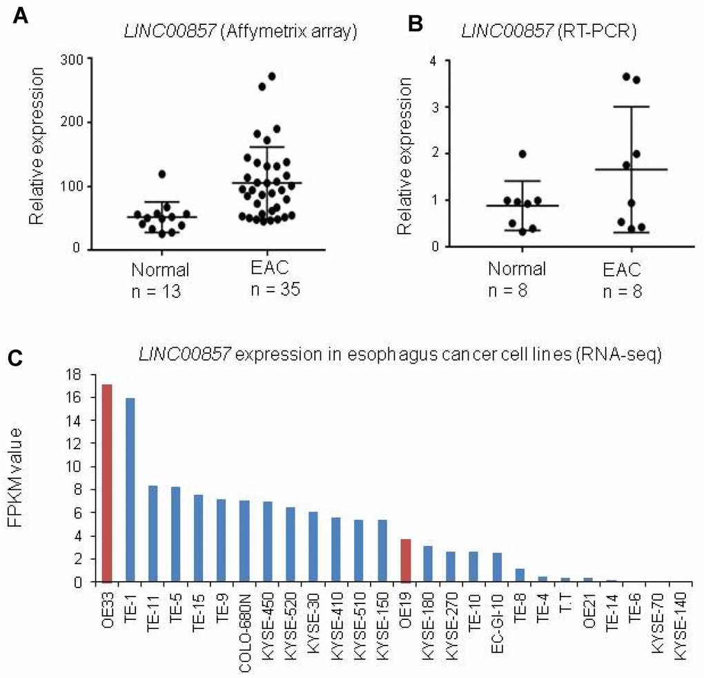 LINC00857 expression was increased in primary EAC and cell lines. (A) LINC00857 was increased in EAC as compared to normal esophagus tissues (The original data is coming from our unpublished Affymetrix Human Gene ST2.1 including 35 EAC and 13 paired non-tumor esophageal tissues). (B) LINC00857 expression was higher in EAC by RT-PCR using another set of tissues including 8 EAC and 8 normal esophagus controls. (C) LINC00857 expression in a larger RNA-Seq data [42] including 26 esophagus cancer cell lines.