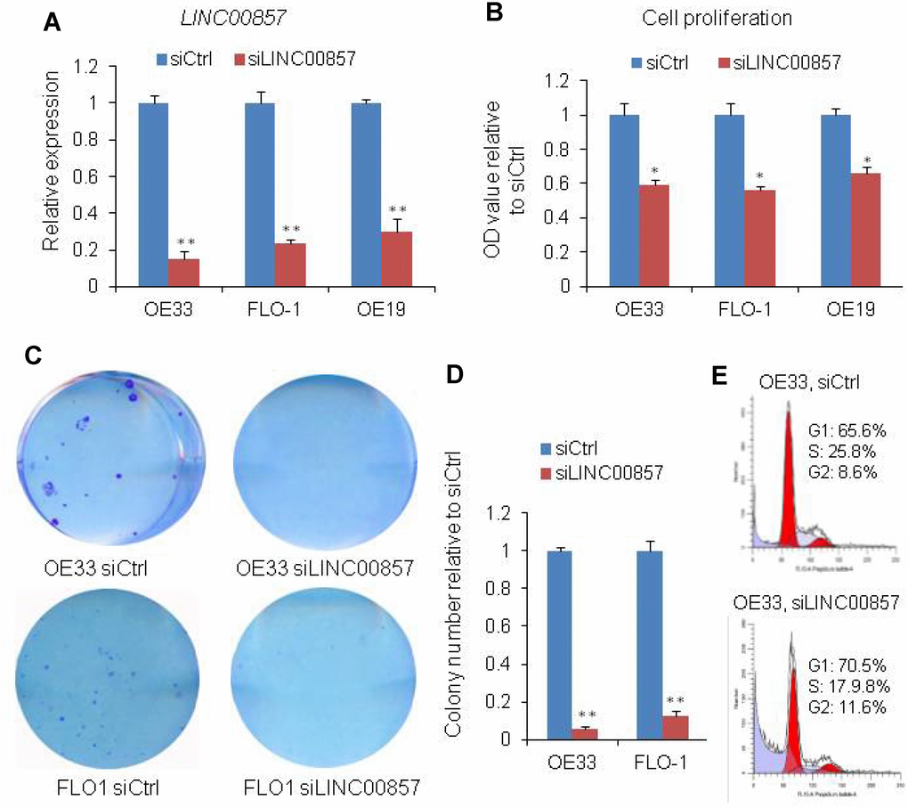 SiRNA-mediated knockdown of LINC00857 inhibits EAC cell proliferation. (A) The LINC00857 expression level was determined by qPCR when OE19, OE33 and FLO1 cells transfected with siLINC00857. (B) WST-1 assays were used to determine the cell viability for siLINC00857-transfected OE33, FLO1 and OE19. (C) Colony-forming assays were conducted to determine the colony formation of siLINC00857-transfected OE33 and FLO1 cells. (D) The bar chart represented the count number of cloning. Values represented the mean ± s.d. from three independent experiments. *p E) Flow cytometry analysis showed that the cell cycle was arrested at G1 phase after LINC00857 knockdown in OE33 cells.