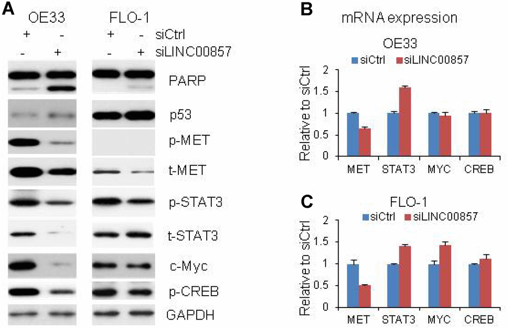 Proteins and mRNA regulated by LINC00857. (A) Protein levels of p53, Cleavage of PARP, MET, STAT3, c-Myc and CREB were regulated by LINC00857 siRNA in OE33 and FLO cells, GAPDH was used as a protein loading control. (B and C) QRT-PCR showing the mRNA expression of MET, STAT3, c-Myc and CREB in OE33 and FLO1 cells. GAPDH was used as control.