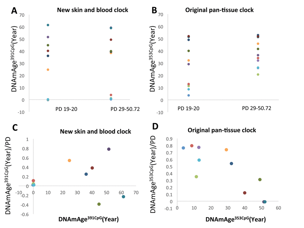 The progression of DNAm age after more than 10 PD of fibroblasts from donors of different ages from. (A and B) The progression of DNAmAge391CpG (A) and DNAmAge353CpG (B) after more than 10 PD of cell culture is shown. Each panel shows the following information: (A and B) Changes of DNAm age after more than 10 PD. (C and D) The Y axis indicates the values of DNAmAge391CpG/PD (C) and DNAmAge353CpG/PD (D). The X-axis indicates the DNAm age at the beginning of this experiment. The impact of PD on the speed of DNAm age progression becomes greater when the starting DNAmAge391CpG is older, but becomes lesser when the starting DNAmAge353CpG is older. The dots with the same color are the results from the same cell line. 