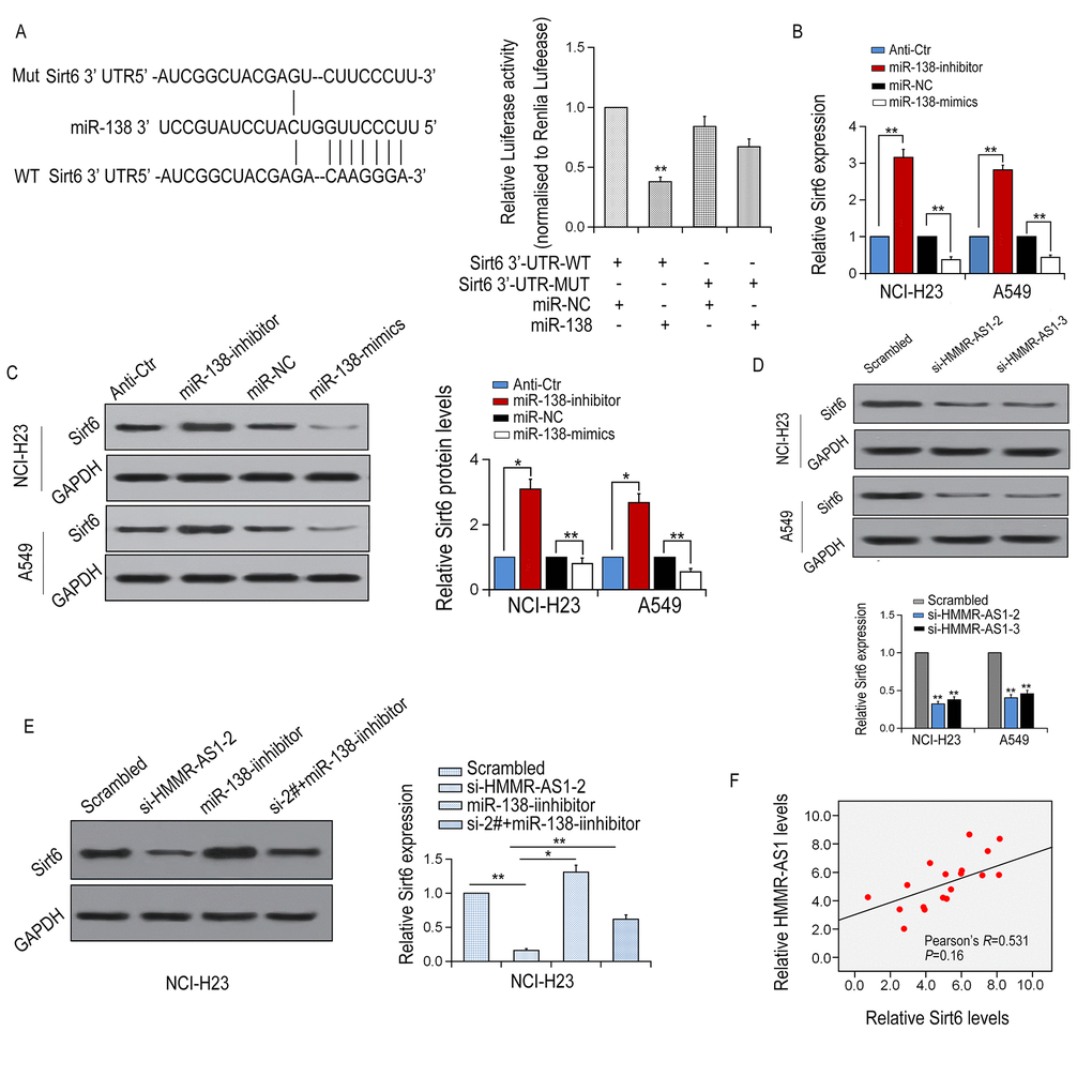 SIRT6 is a target of miR-138 and is inhibited by HMMR-AS1 knockdown. (A, B) Schematic view of miR-138 putative binding site in the WT/Mut 3′-UTR of SIRT6. Luciferase activity assay in HEK-293T cells transfected with luciferase report plasmids with WT/Mut SIRT6 3′-UTR or miR-138. (C, D) Relative mRNA and protein levels of SIRT6 in NCI-H23 and A549 cells after transfection. (E) SIRT6 mRNA and protein level in NCI-H23 and A549 cells after HMMR-AS1 knockdown. (F) SIRT6 mRNA and protein level in NCI-H23 cells after HMMR-AS1 knockdown and/or miR-138 inhibition. F. Correlation between HMMR-AS1 and SIRT6 expressions in 18 paired LUAD tissues. *P 