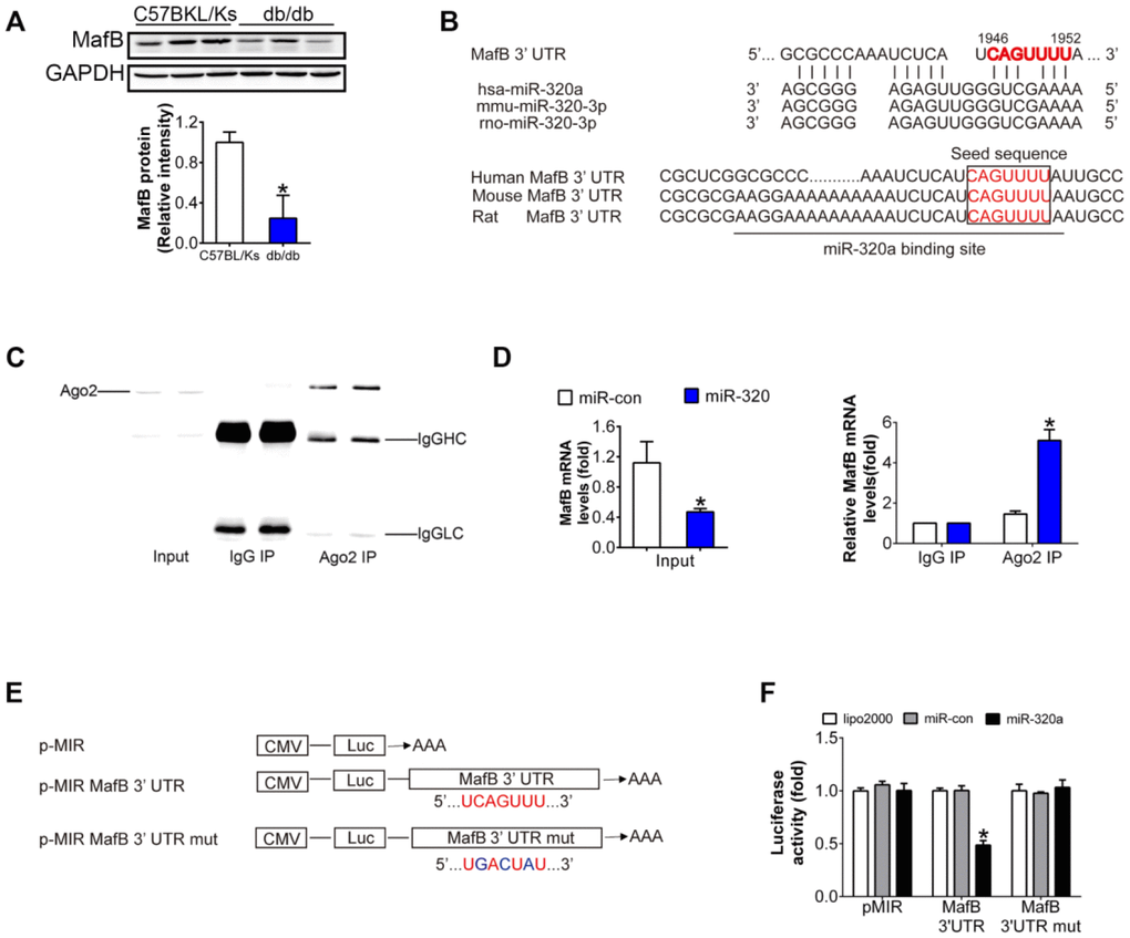 MafB is a target of miR-320a. (A) MafB protein levels detected by western blot in C57BLKS and db/db mice. (B) miR-320a and the 3’-UTR of MafB among three species. (C) Ago2 protein levels in co-immunoprecipitated products detected by Western blot. IgGHC, IgG heavy chain; IgGLC, IgG light chain. (D) Relative expression of MafB in the whole RNA (left) and RNA of the nonspecific IgG or anti-Ago2 co-IP (right) from the HG-treated podocyte cell lysates. #PE) Schematic diagram of the luciferase reporter plasmids of pMIR-MafB 3’-UTR and pMIR-MafB 3’-UTR mut, and the potential target site of miR-320a on the 3’-UTR of MafB. (F) Regulation of miR-320a on 3’-UTR of MafB in HEK293 cells by luciferase reporter assay. *P