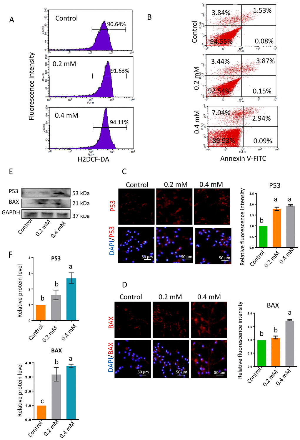(A) ROS levels in sperm determined by flow cytometry with DCFH-DA after 1-h gibberellin treatment. (B) Spermatozoon plasma membrane phosphatidylserine externalization, determined by flow cytometry with an Annexin V-FITC apoptosis detection kit. (C–D) The relative protein levels of the apoptotic markers BAX and P53 in sperm were detected by immunocytochemistry and quantified based on the relative fluorescence intensity. (E–F) The relative protein levels of BAX and P53 in sperm were detected by Western blotting. The results are presented as the mean ± SEM.