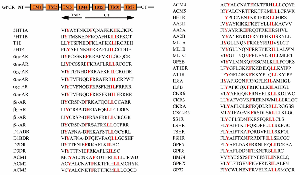 The conserved Y(X)6F(X)6LL motif in the CTs of G protein coupled receptors. The data were constructed from the alignments described in the G protein-coupled receptor database: information system for G protein-coupled receptors (www.gpcrdb.org). Human sequences are shown when available. 5HT1A, human 5-hydroxytryptamine 1A receptor; 5HT1B, human 5-hydroxytryptamine 1B receptor; 5HT1E, human 5-hydroxytryptamine 1E receptor; 5HT4, human 5-hydroxytryptamine 4 receptor; α1B-AR, human α1B adrenergic receptor; α1D-AR, human α1D adrenergic receptor; α2A-AR, human α2A adrenergic receptor; α2B-AR, rat α2B adrenergic receptor; α2C-AR, human α2C adrenergic receptor; α2D-AR, human α2D adrenergic receptor; β1-AR, human β1 adrenergic receptor; β2-AR, human β2 adrenergic receptor; β3-AR, human β3 adrenergic receptor; β4-AR, human β4 adrenergic receptor; D1ADR, human dopamine D(1A) receptor; D1BDR, human dopamine D(1B) receptor; D2DR, human dopamine D (2) receptor; D3DR, human dopamine D (3) receptor; ACM1, human muscarinic acetylcholine receptor M1; ACM2, human muscarinic acetylcholine receptor M1; ACM3, human muscarinic acetylcholine receptor M1; ACM4, human muscarinic acetylcholine receptor M1; ACM5, human muscarinic acetylcholine receptor M1; HH1R, human histamine H1 receptor; AA3R, human adenosine A3 receptor; AA2A, human adenosine A2a receptor; AA2B, human adenosine A2b receptor; ML1A, human melatonin type 1A receptor; ML1B, human melatonin type 1B receptor; ML1C, chicken melatonin type 1C receptor; OPSB, chicken blue-sensitive opsin; AT1BR, human angiotensin II type-1B receptor; AT1R, rat angiotensin II type-1A receptor; IL8A, human interleukin-8 receptor A; IL8B, human interleukin-8 receptor B; CKR6, human C-C chemokine receptor type 6; CKR3, human C-C chemokine receptor type 3; CKRA, human C-C chemokine receptor type 10; CXC-R5, human C-X-C chemokine receptor type 5; SS1R, human somatostatin receptor type 1; LSHR, human lutropin-choriogonadotropic hormone receptor precursor; TSHR, human thyrotropin receptor precursor; FSHR, human follicle stimulating hormone receptor precursor; GPR7, human neuropeptides B/W receptor type 1; GPR8, human neuropeptides B/W receptor type 2; HM74, human probable GPCR HM74; GPRX, mouse probable GPCR GPR33; GP72, mouse probable GPCR GPR72 precursor. NT: N-terminus; TM1-7: Transmembrane domain 1-7; CT: Carboxyl terminus.