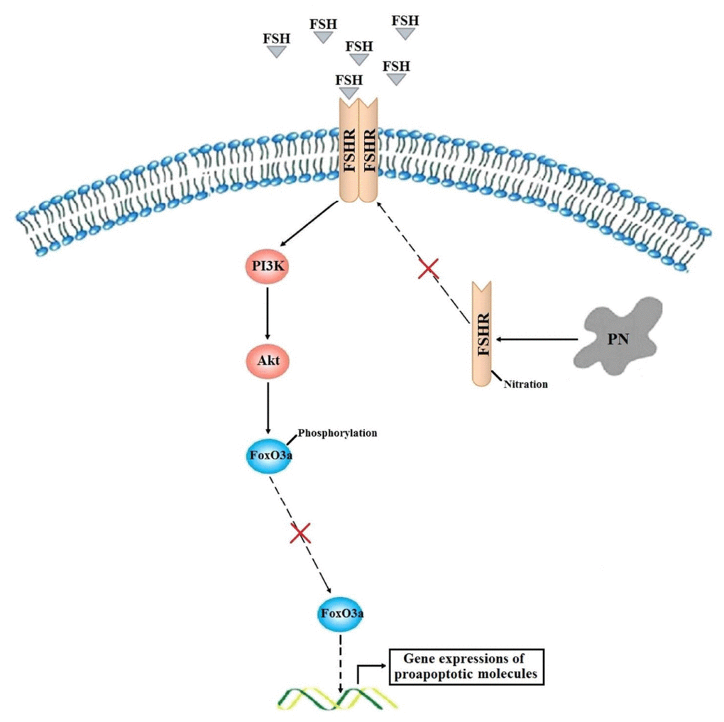 A proposed model of how PN increases FoxO3a-mediated apoptosis of human GCs in the poor ovarian responders.