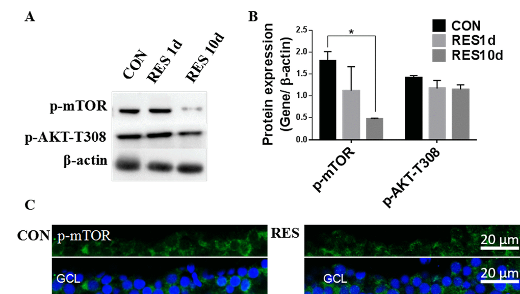Resveratrol treatment suppressed the Akt/mTOR pathway in young zebrafish retinas. (A) Representative western blot showing the levels of p-mTOR and p-Akt-T308 in adult zebrafish retinas after being treated with resveratrol for 1 and 10 days. (B) Densitometric mean and SEM of p-mTOR and p-Akt-T308 normalized to the corresponding level of the loading control protein beta-actin (*PC) Photographs of fluorescence immunostained retina cross-sections showing the localization and relative levels of p-mTOR in the RGC layers of adult zebrafish retinas with or without resveratrol treatment for 10 days. All photographs were taken at 40x magnification. CON, control; RES1d, resveratrol treated for 1 days; RES/RES10d, resveratrol treated for 10 days; GCL, ganglion cell layer.