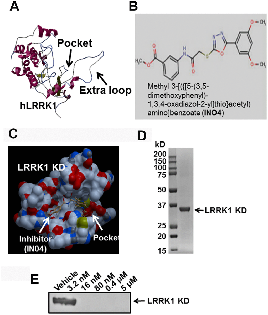 Small molecular inhibitor IN04 binds to the predicted active pocket of hLRRK1 kinase domain. (A) Predicted structure of hLRRK1 kinase domain with an active pocket. (B) A molecular structure of the potential LRRK1 inhibitor IN04. (C) A potential small molecular weight inhibitor docks to the active pocket of hLRRK1 KD. (D) Purified 34 kD recombinant protein of hLRRK1 expressed in E. coli stained with Coomassie blue. (E) IN04 inhibits ATP binding to the LRRK1 KD, measured by an in vitro pulldown assay.
