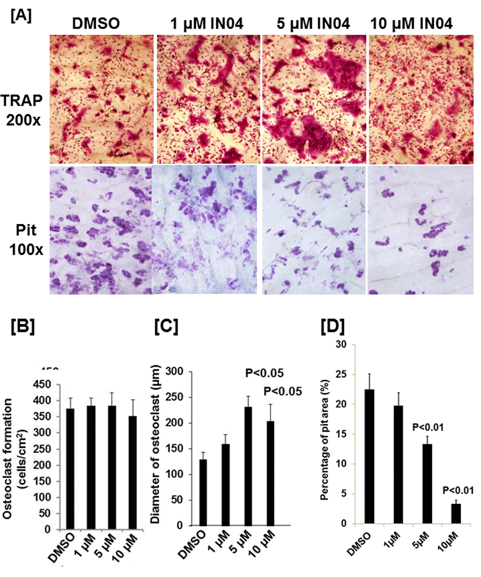 IN04 treatment inhibits osteoclast bone resorption function with no effect on osteoclast formation. Osteoclast precursors derived from C57BL/6J mice were seeded on bone slices (0.4 x 0.8 cm) and differentiated in the presence of DMSO or INO4 for 6–9 days. Cells were stained for TRAP (Tartrate-resistant acid phosphatase), and bone slices were stained with hematoxylin for bone resorption pits. (A) Representative images of TRAP-positive osteoclasts (upper panel) and resorption pits (lower panel) on bone slices. (B) Quantitative data of osteoclast numbers on bone slices. (C) Quantitative data of osteoclast size on bone slices. [29]. Quantitative data of pit formation on bone slices. The results are presented as percentage of pit area relative to the bone slice area. Data are presented as mean ± SEM. P P 