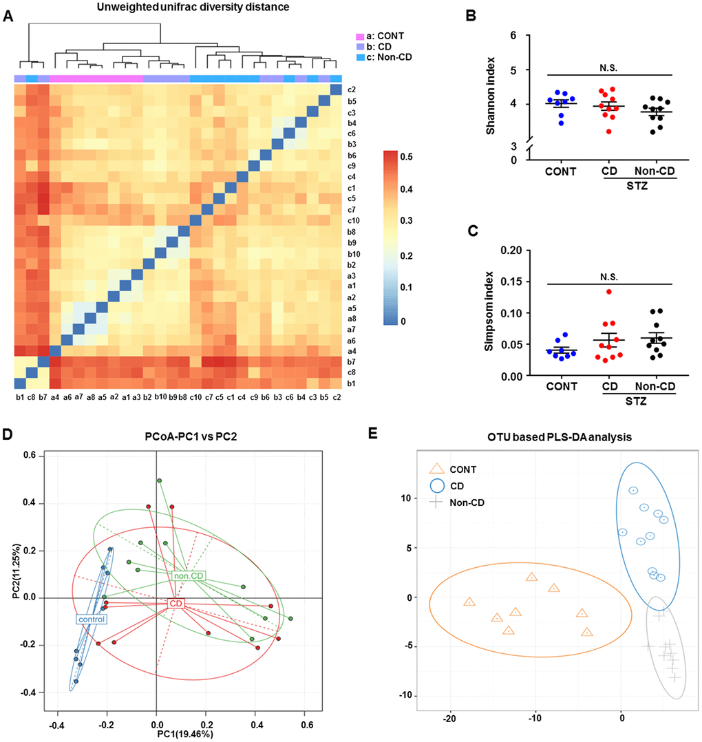 Differences in gut microbiota profiles among CONT, CD, and Non-CD mice. (A) Unweighted unifrac diversity distance. (B) Shannon index (one-way ANOVA; F2,25 = 1.17, p > 0.05). (C) Simpson index (one-way ANOVA; F2,25 = 1.272, p > 0.05). (D) PCoA analysis of gut bacteria (PC1 versus PC2). (E) PLS-DA analysis of gut bacteria. The α-diversity is shown as mean ± SEM (n = 8−10 individual fecal samples/group). ANOVA: analysis of variance; CD: cognitive dysfunction; CONT: control; N.S.: not significant; PCoA: principal coordinate analysis; PLS-DA: partial least squares discrimination analysis; SEM: standard error of the mean.