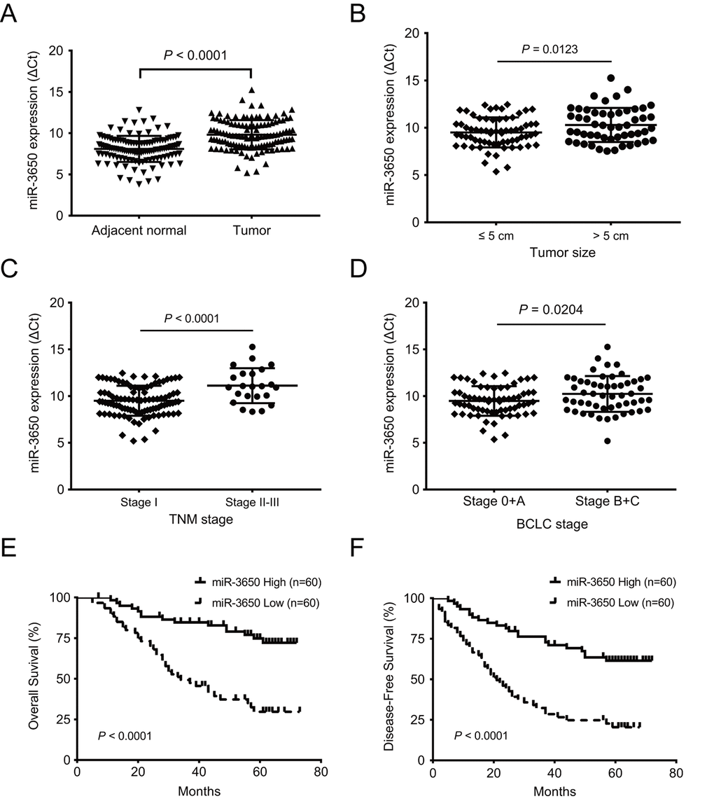 Reduced expression of miR-3650 in HCC tissues is correlated with poor prognosis of HCC patients. (A) Relative expression of miR-3650 between HCC tissues and adjacent normal liver tissues by RT-PCR. Results were presented as Δcycle threshold (ΔCt) in tumor tissues relative to adjacent normal tissues. (B) The correlation between miR-3650 expression and tumor size: ≤ 5 cm and > 5 cm. (C) The correlation between miR-3650 expression and TNM stage: stage I and stage II-III according to the latest AJCC (American Journal of Critical Care) guide. (D) The correlation between miR-3650 expression and Barcelona Clinic Liver Cancer (BCLC) stage: stage 0+A and stage B+C. (E) and (F) Kaplan-Meier plots of overall-survival and disease-free survival in HCC patients with high (n=60) and low (n=60) levels of miR-3650. Low expression of miR-3650 was associated with reduced survival of HCC patients. (all P 