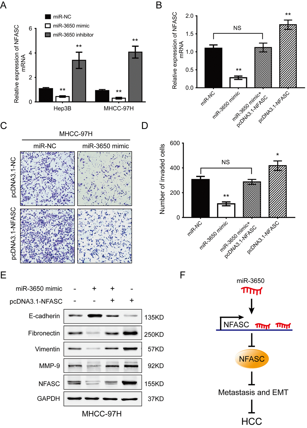NFASC expression mediates the anti-metastatic effects of miR-3650 in HCC cells. (A) RT-PCR analysis confirmed that ectopic miR-3650 expression decreased NFASC expression while inhibition of miR-3650 increased NFASC expression. (B) NFASC mRNA level in MHCC-97H cells following overexpression of miR-3650 and/or NFASC expression vector lacking the 3’-UTR. Transwell assay of MHCC-97H cells after overexpression of miR-3650 and/or co-transfected with miR-NFASC expression vector lacking the 3’-UTR. Representative images (C) and quantifications (D) were shown. Error bars: mean ± SD (n=3). NS, no significant, * P P E) Western blots assay of the expression of EMT-related proteins (E-cadherin, Fibronectin, Vimentin and MMP-9 expression) and NFASC protein in MHCC-97H cells after transfection with miR-3650 mimic and/or pcDNA3.1-NFASC vector. (F) Schematic diagram of dysregulated miR-3650/NFASC axis in the inhibition of HCC metastasis.
