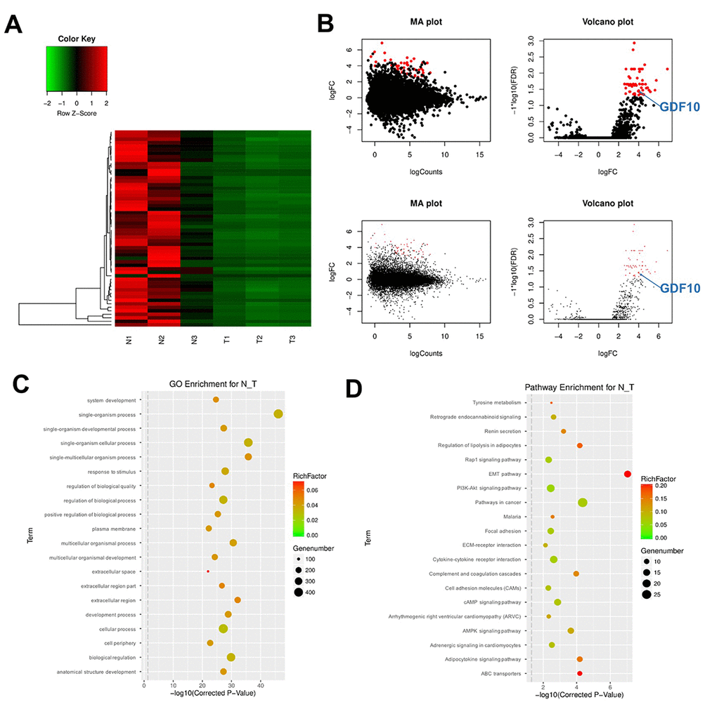 DEG screening in clinical TNBC samples and matched control tissues. (A) Heat Map showing the mRNA expression profiles of TNBC samples and adjacent normal tissues. Values correspond to the different colors representing the fold change (log2 transformed) of each sample. Black stands for 0 (no change in gene expression); red represents upregulation, and green represents downregulation. The distribution of genes with a change in expression of log2 fold-change (FC) ≥ 4 is represented in red in the volcano plot (log2 fold-change versus log FDR). (B) The distribution of genes with a false discovery rate (FDR) C) Gene ontology (GO) and (D) Kyoto Encyclopedia of Genes and Genomes (KEGG) analysis. Degree of enrichment is shown in the abscissa using corrected p values. Plot colors denote enrichment factor representing the ratio of DEG numbers to the total number of genes in the pathway. N1, N2, N3: normal tissues; T1, T2, T3: TNBC samples.