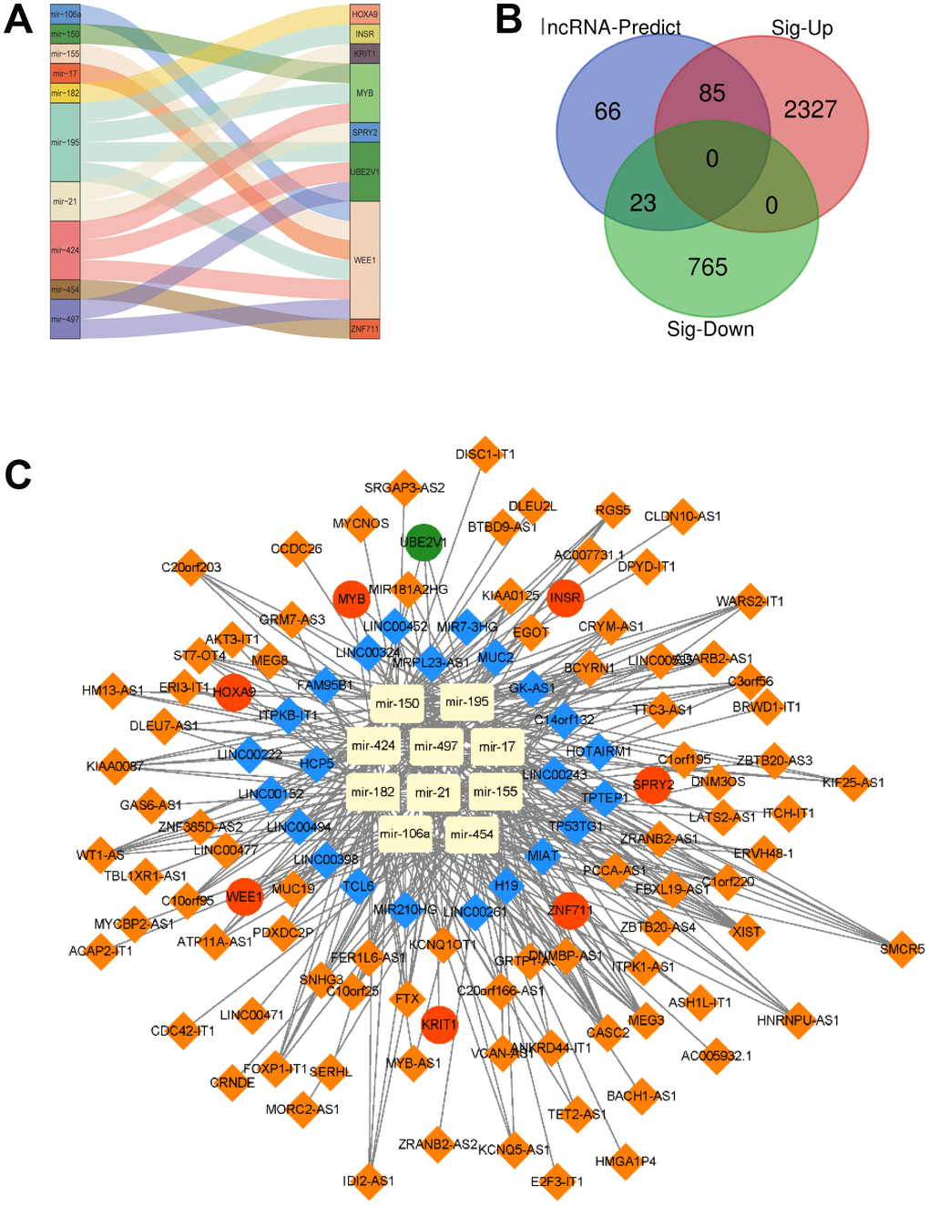 A lncRNA-miRNA-mRNA ceRNA network is constructed. (A) The relationship between the 8 target genes and their corresponding miRNA was shown. (B) Overlapped lncRNAs were analyzed by the predicted lncRNAs, significantly up-regulated lncRNAs and down-regulated lncRNAs. (C) A lncRNA-miRNA-mRNA ceRNA network was constructed by 108 lncRNAs, 10 miRNAs and 8 mRNAs for AML prognosis.