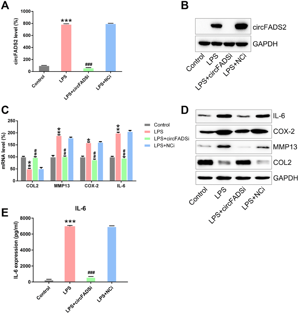 circFADS2 regulates ECM degradation and inflammation of LPS-treated chondrocytes. Chondrocytes were transfected with si-circFADS2 or si-NC, followed by LPS-treatment. (A) qPCR analysis was carried out to detect the levels of circFADS2 in each group. (B) Quantification of circFADS2 and GAPDH mRNA by northern blot analysis. (C) mRNA expression of the indicated proteins measured by qPCR; the results are normalized to the expression of GAPDH. (D) Western blotting revealing the expression of the indicated proteins; results are normalized to the expression of GAPDH. The protein levels of type II collagen, MMP13, COX-2, and IL-6 are shown in the WB-graph. (E) The IL-6 level in cells was examined by ELISA. *P ## P ### P 