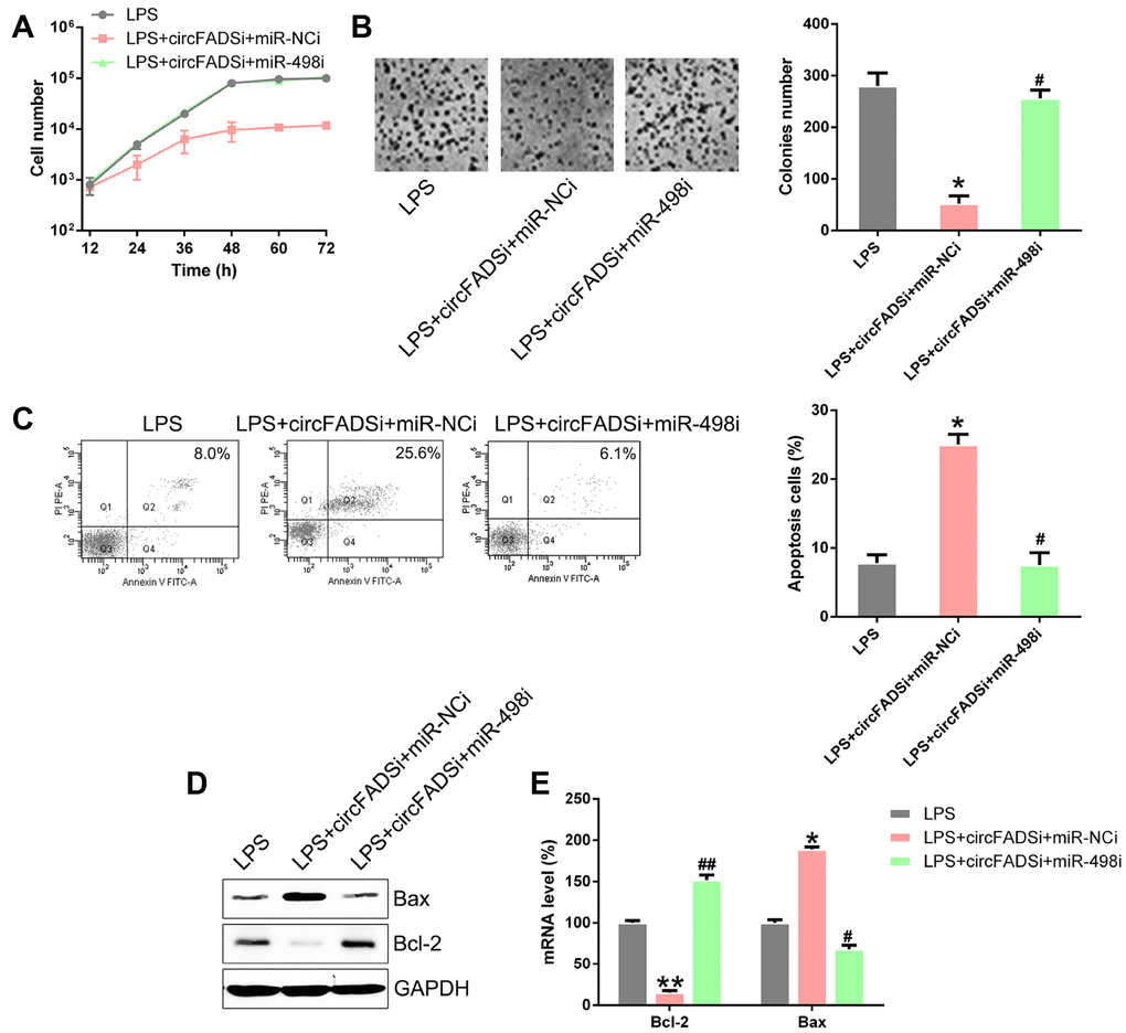 miR-498 silencing reversed cell viability and apoptosis regulated by circFADS2. LPS-treated chondrocytes were co-transfected with si-circFADS2 and miR-498 inhibitor/miR-NC inhibitor. (A) CCK8 assay showing that transfection with a miR-498 inhibitor reduced cell proliferation of LPS-treated chondrocytes. (B) Soft agar colony formation assay for the LPS-treated chondrocytes co-transfected with si-circFADS2 and miR-498 inhibitor/miR-NC inhibitor, and that of non-transfected LPS-induced cells. The right panel shows the number of colonies formed in each group. (C) Flow cytometry analysis showing the apoptosis levels in the different chondrocyte groups. (D) WB and (E) qPCR analysis showing that miR-498 inhibition upregulated Bcl-2 and decreased the levels of Bax, in LPS-treated chondrocytes. *P # P ## P 