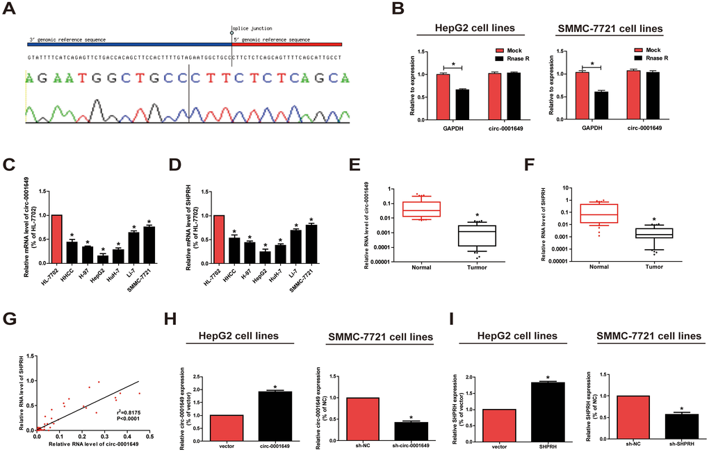Characteristics and expression of circ-0001649 in HCC. (A) The sequence of circ-0001649 in circBase (upper panel) was consistent with the result of Sanger sequencing (lower panel). (B) Circ-0001649 was resistant to RNaseR digestion in HCC cell lines. (C) Circ-0001649 expression was verified by qRT-PCR in HHCC, H-97, HepG2, HuH-7, Li-7, SMMC-7721 cell lines and normal cell line HL-7702. Compared with HL-7702 cells, the expression of circ-0001649 in liver cancer cells was significantly reduced. Its expression was the lowest in HepG2 cells and the highest in SMMC-7721 cells. (D) SHPRH expression was verified by qRT-PCR in HCC cell lines and normal cell line HL-7702. (E) qRT-PCR detection of the relative expression of circ-0001649 in paired HCC tumor and normal tissues (n=84). (F) qRT-PCR detection of the relative expression of SHPRH in paired HCC tumor and normal tissues (n=84). (G) Correlation between circ-0001649 and SHPRH in HCC samples. (H) Expression of circ-0001649 was upregulated in circ-0001649 overexpression group and downregulated in the sh-circ-0001649 group. (I) Expression of SHPRH was upregulated in the SHPRH overexpression group and downregulated in the sh-SHPRH group. *P