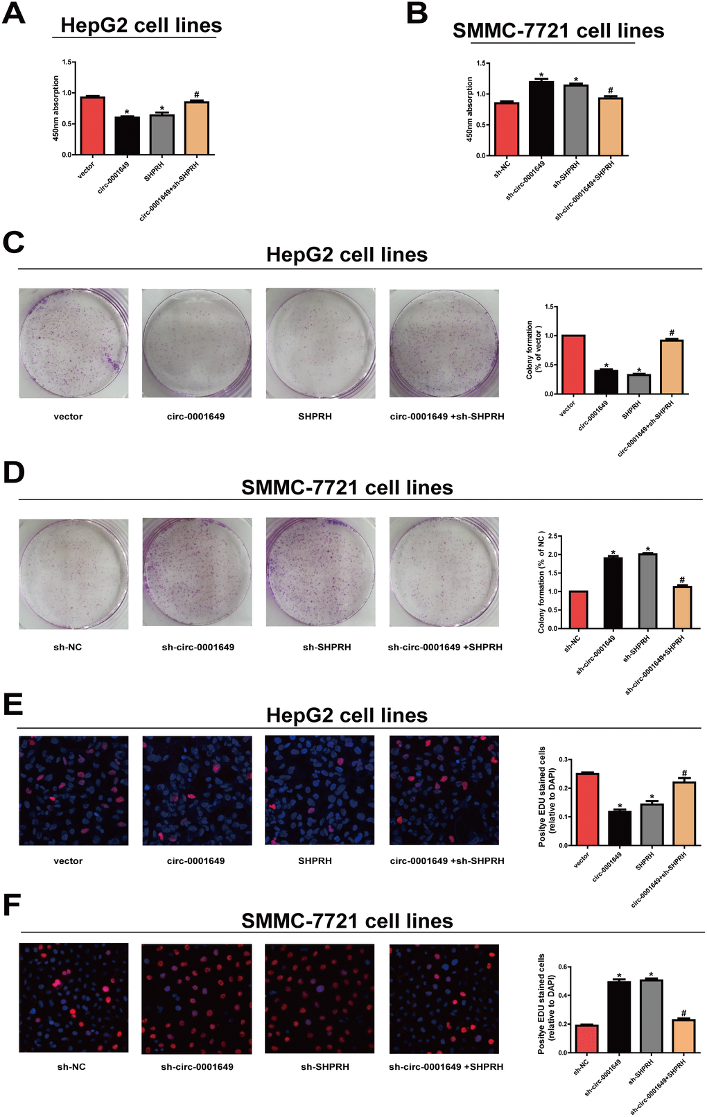 Circ-0001649 and SHPRH regulated proliferative ability of HCC cells. (A), (C), (E) CCK-8 assay, colony formation assay and EdU assay showed that upregulation of circ-0001649 inhibited the proliferation of HCC cells, which was reversed by sh-SHPRH. (B), (D), (F) CCK-8 assay, colony formation assay and EdU assay showed that downregulation of circ-0001649 promoted the proliferation of HCC cells, which was reversed by SHPRH. *P #P 
