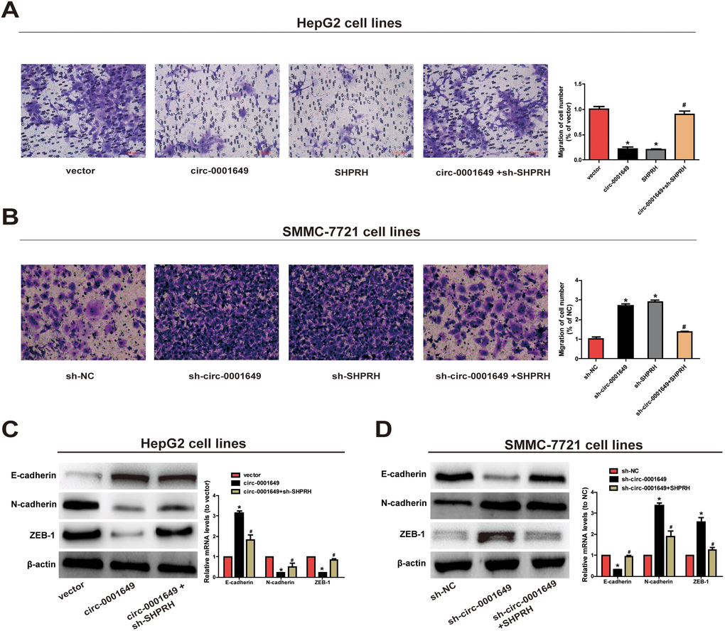 Circ-0001649 and SHPRH regulated migration of HCC cells. (A) Transwell assay showed that upregulation of circ-0001649 inhibited cell migration, which was reversed by sh-SHPRH. (B) Conversely, downregulation of circ-0001649 promoted cell migration, which was reversed by SHPRH. (C) The protein and mRNA levels of epithelial marker, mesenchymal marker and EMT-related transcriptional active factor in HepG2 cells upon transfection of circ-0001649 overexpression vector or co-transfection of circ-0001649 overexpression vector and sh-SHPRH. (D) The protein and mRNA levels of epithelial marker, mesenchymal marker and EMT-related transcriptional active factor in SMMC-7721 cells upon transfection of sh-circ-0001649 or co-transfection of sh-circ-0001649 and SHPRH overexpression vector. *P #P 