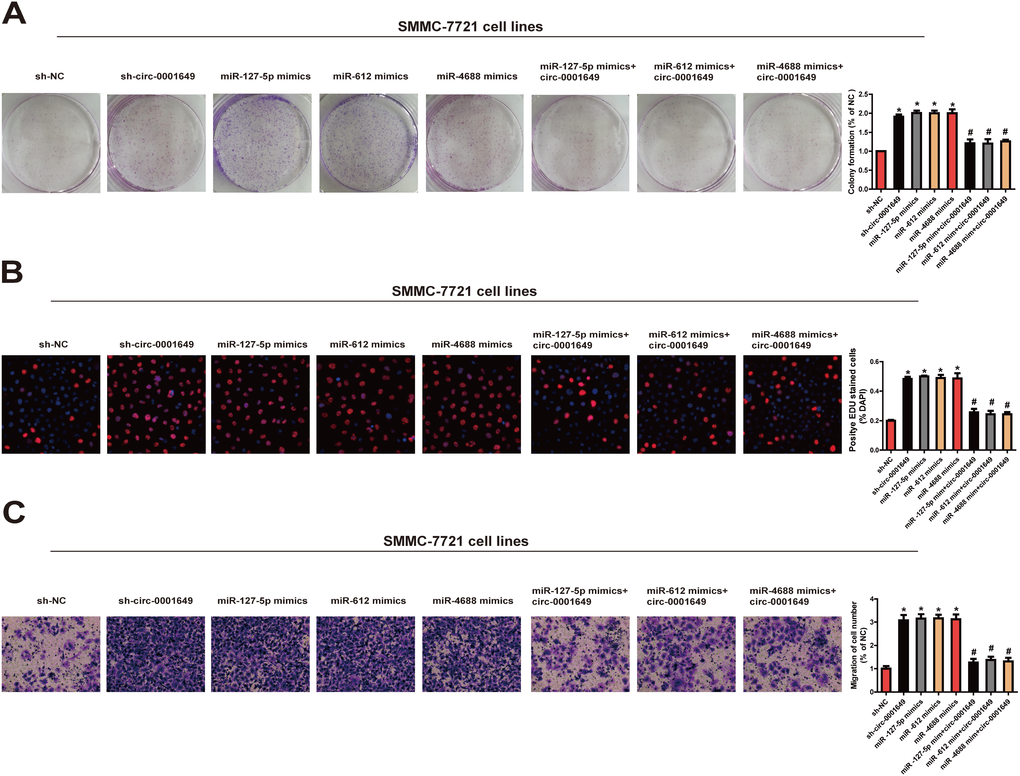 Circ-0001649/miRNAs axis was critical for cell function. Colony formation assay (A), EdU assay (B) and Transwell migration assay (C) were performed to determine the proliferation and migration in cells transfected with miRNAs mimics and circ-0001649 overexpression vector. *P #P 