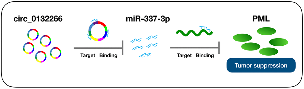Schematic representation of the proposed mechanism of circ