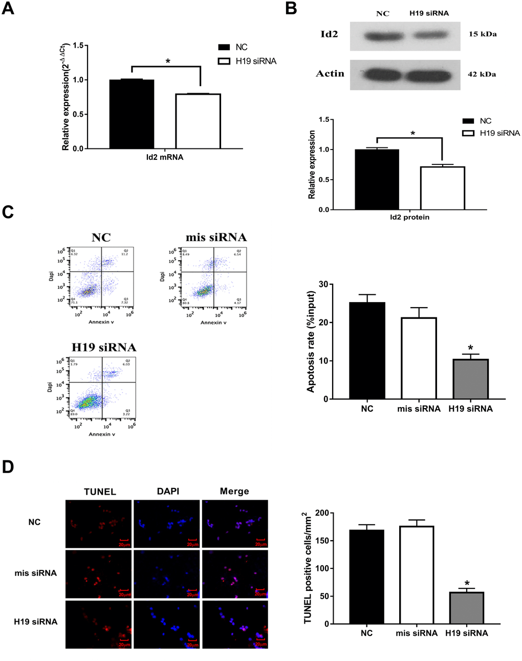 Knockdown of H19 decreased Id2 expression, and attenuated neuronal apoptosis in vitro. (A) After knockdown of H19 with siRNA, Id2 mRNA (A) and protein (B) levels were significantly decreased in OGD neuronal cells. (C) Flow cytometric analysis showed a significant decrease in the rate of neuronal apoptosis in OGD neuronal cells of H19 siRNA group, compared with the NC group or mis siRNA group. (D) Immunofluorescence staining demonstrated a similar decrease rate of neuronal apoptosis in H19 siRNA group.