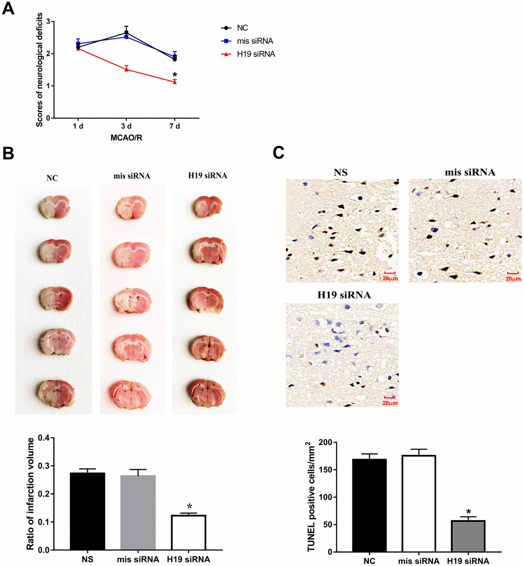 Knockdown of H19 reduced neuronal injury and neuronal apoptosis in vivo. (A) After a single intracerebroventricular injection of H19 siRNA in MCAO/R rats, significant reductions in neurological deficit were observed in H19 siRNA group at 3 d and 7 d post MCAO/R, when compared to the NS group or mis siRNA group. (B) Significant reductions in infarct volumes were also seen in rats of H19 siRNA group, compared with NC group or mis siRNA group. (C) There was a significant decrease in the number of TUNEL-positive cells in the H19 siRNA group compared to NC group or mis siRNA group.